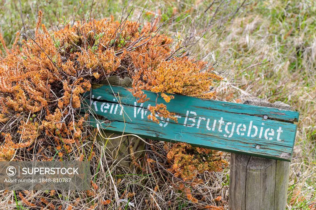 Sign, Kein Weg Brutgebiet, German for No way - nesting area on Morsumer Cliff, Morsum, Sylt, North Frisian Islands, Schleswig-Holstein, Germany