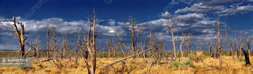 Devastated landscape with dead trees after a forest fire in 2002, Cedar Tree Tower, Mesa Verde National Park, Colorado, United States