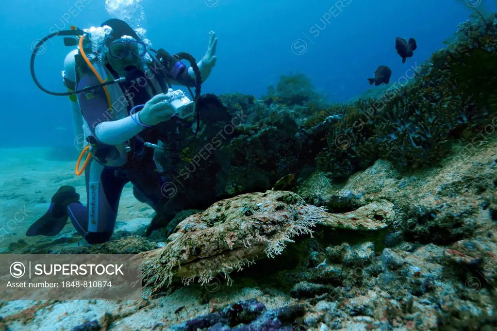 Tasselled Wobbegong (Eucrossorinus dasypogon) and a scuba diver, Raja Ampat, West Papua, Indonesia