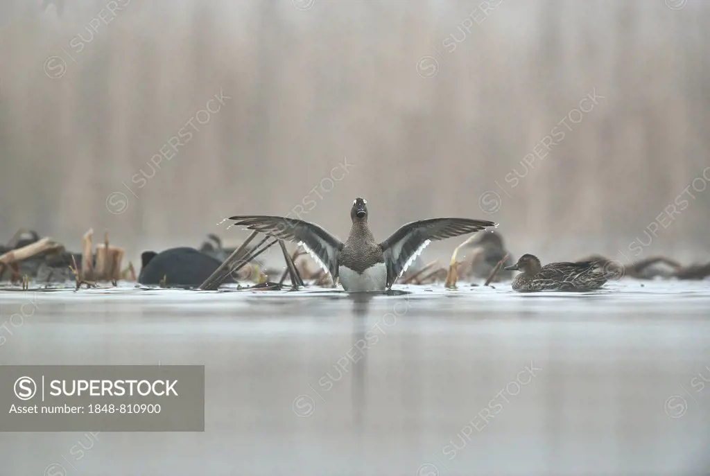 Garganey ducks(Anas querquedula) in the morning mist, drake spreading its wings, Saxony, Germany