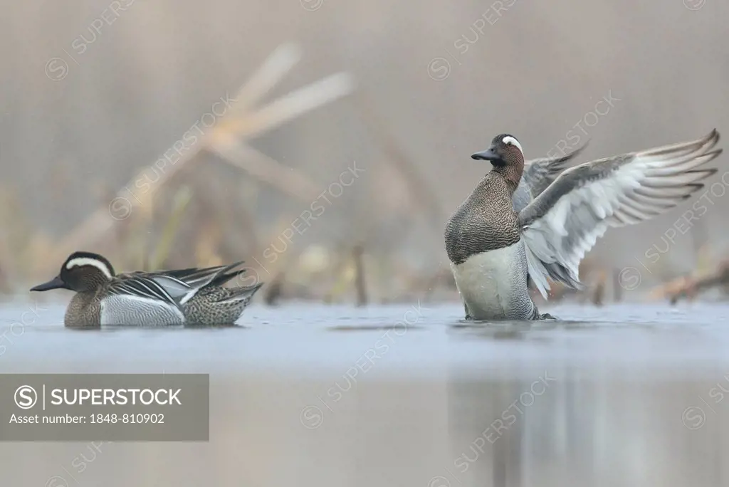 Garganey ducks (Anas querquedula), two drakes in the morning mist, Saxony, Germany