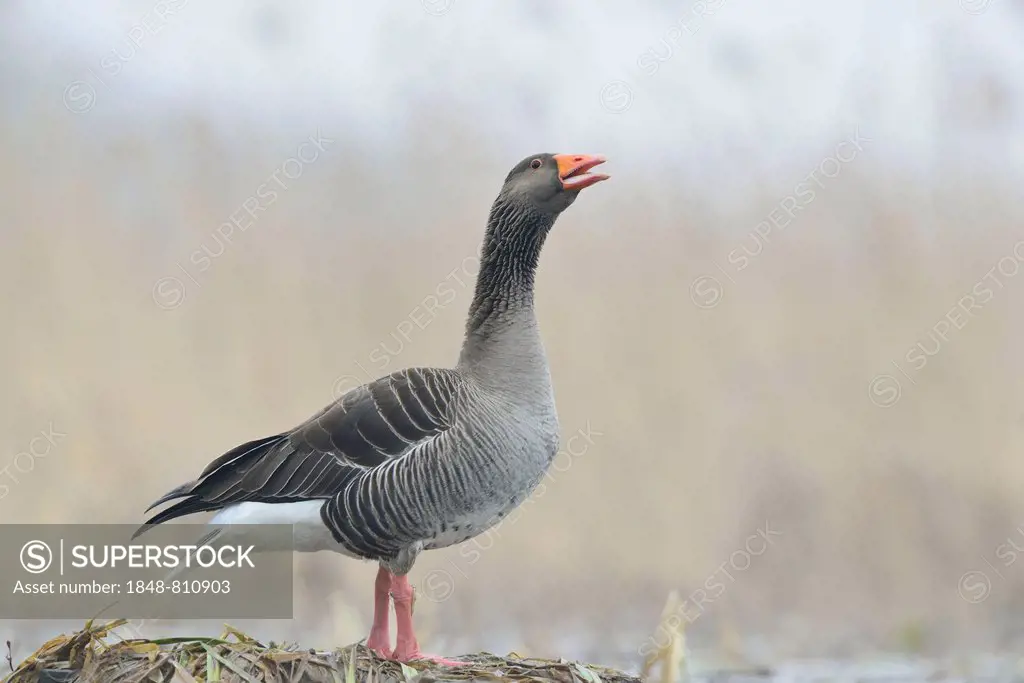Greylag Goose or Graylag Goose (Anser anser), Saxony, Germany