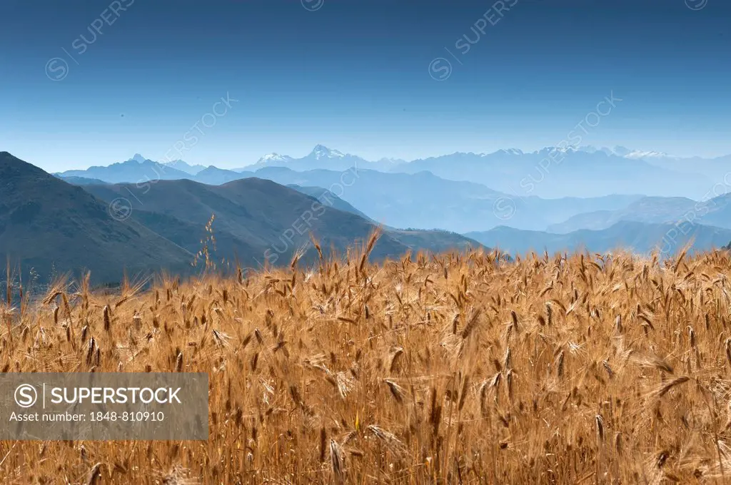 Grain field in the Andes, Peru