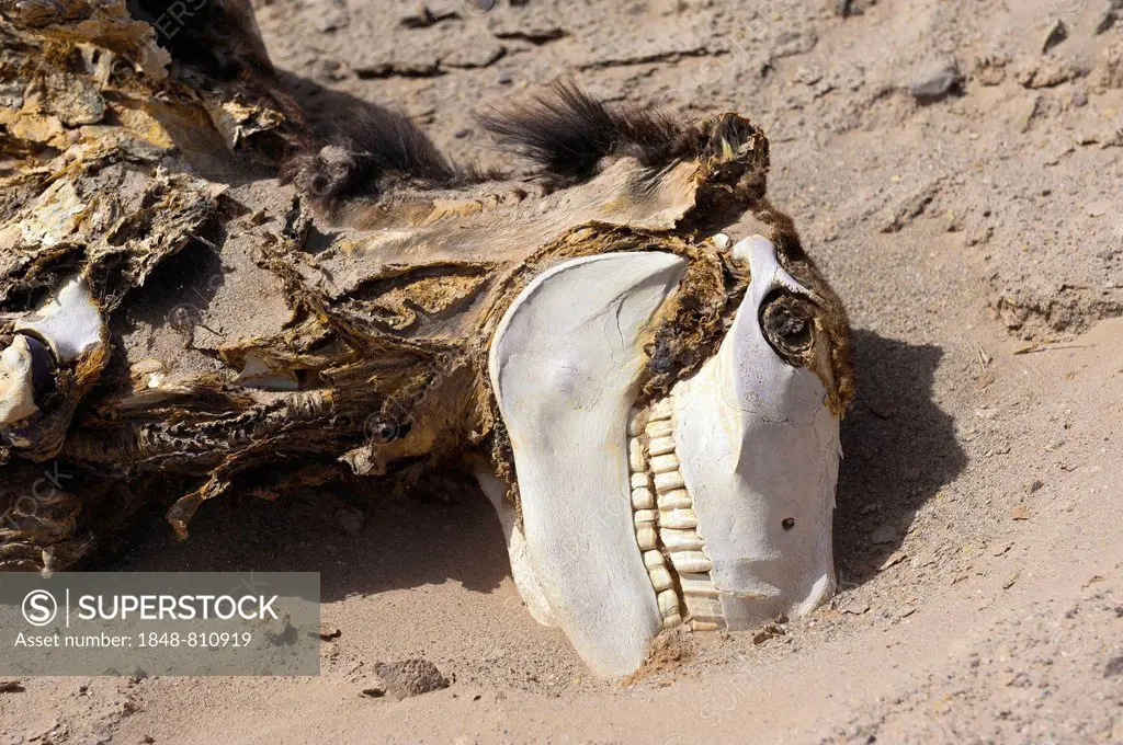 Donkey carcass in the desert, Jujuy Province, Argentina