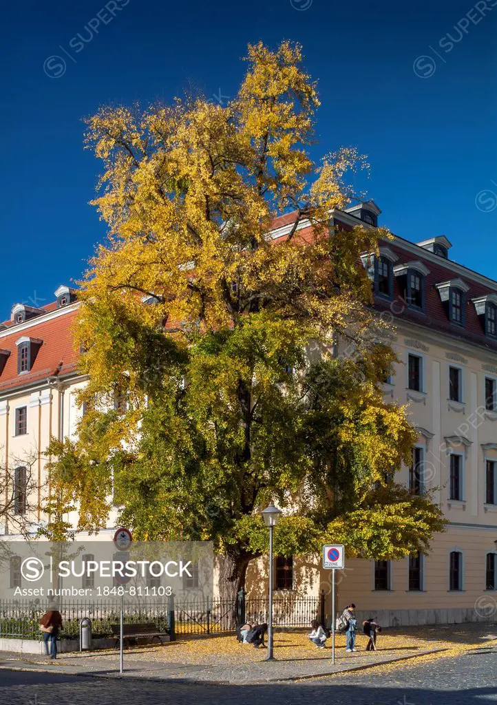 Historical gingko tree in autumn foliage, Goethe Ginkgo, passers-by collecting leaves, Weimar, Thuringia, Germany