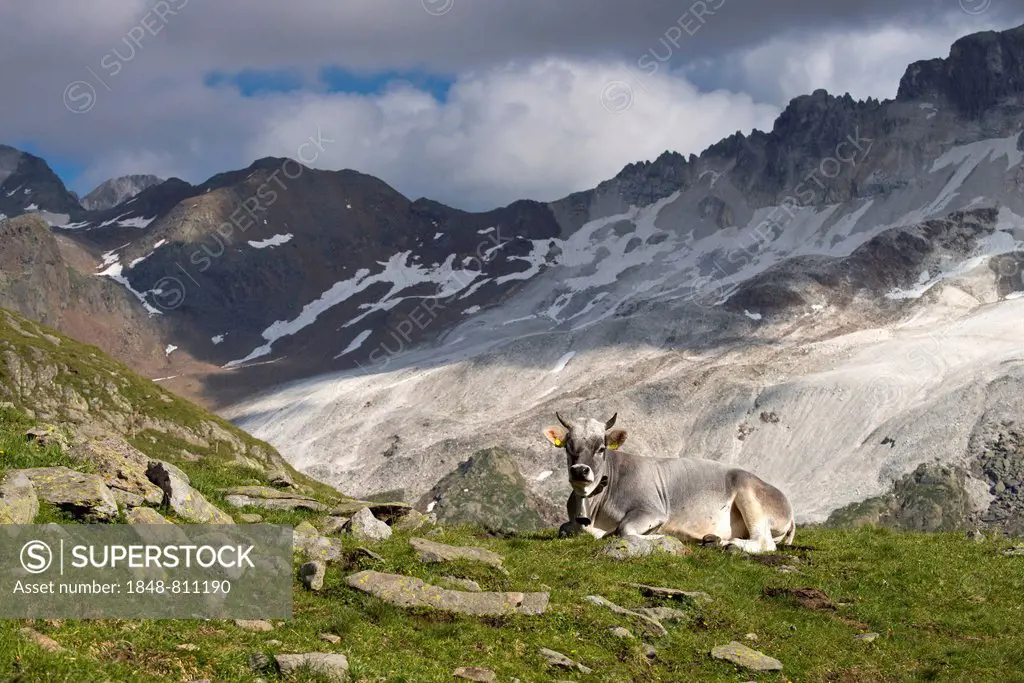 Tyrolean Grey Cattle on the Timmelsalm alpine pasture, Stubai Alps, Tyrol, Austria
