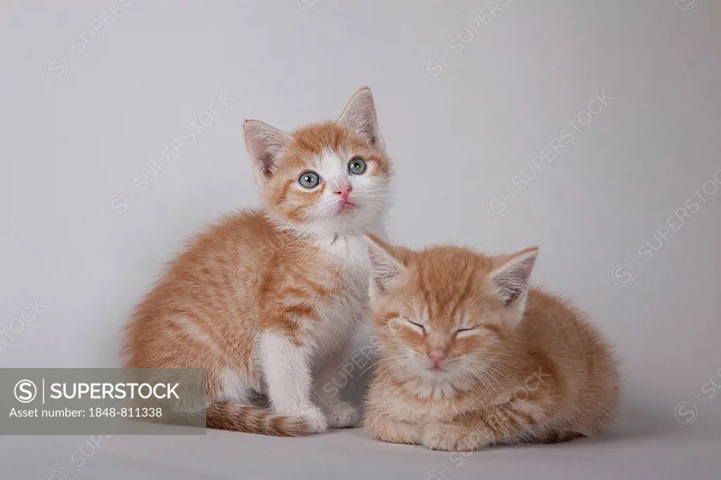 Two red tabby kittens, Germany