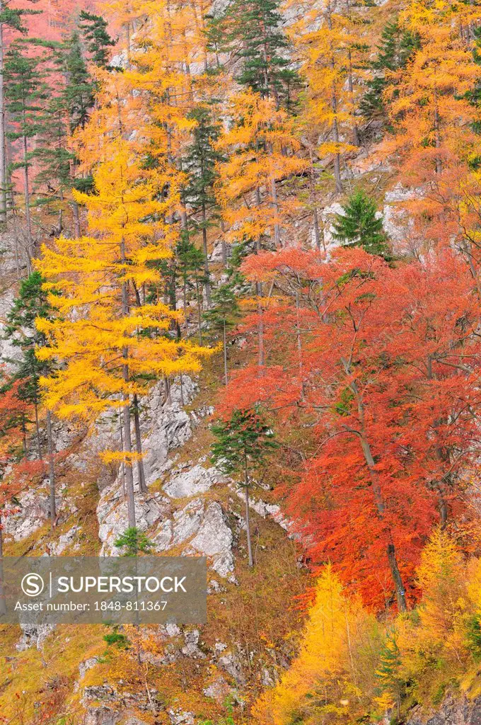 Autumnal trees on the mountainside, Höllental valley, Lower Austria, Austria