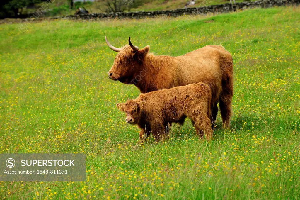 Scottish Highland Cattle (Bos primigenius taurus), cow with a calf standing in a green pasture, Scotland, United Kingdom