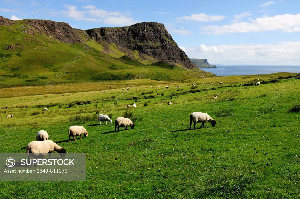 Scottish Blackface (Ovis orientalis aries) sheep grazing on green meadows in front of the cliffs of the Isle of Skye, Isle of Skye, Inner Hebrides, Sc...