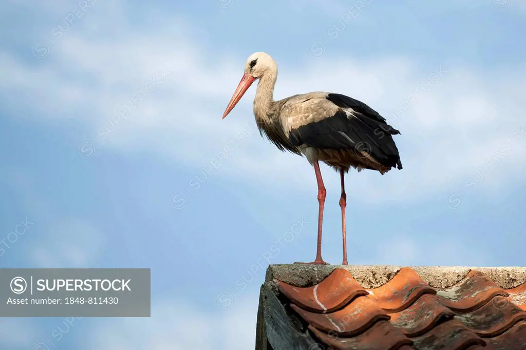 White Stork (Ciconia ciconia) perched on a roof, Galkowo, Warmian-Masurian Voivodeship, Poland