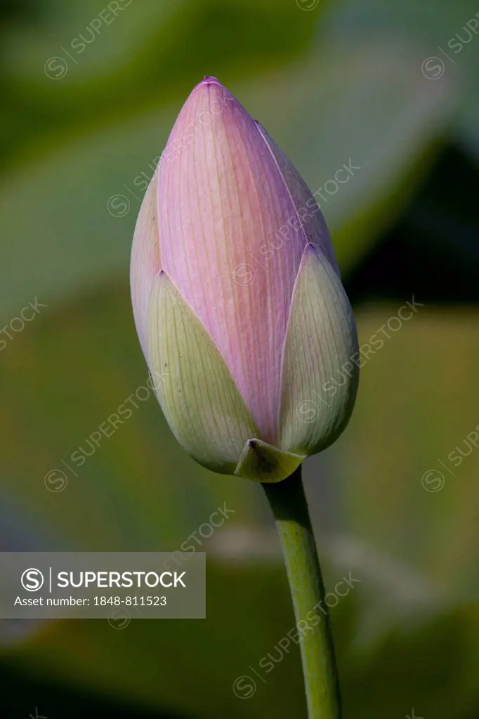 Bud of an Indian Lotus or Sacred Lotus (Nelumbo nucifera), Schleswig-Holstein, Germany