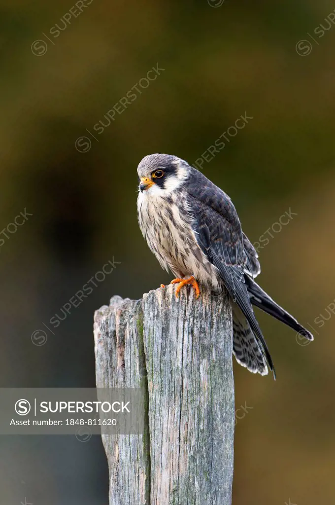 Red-footed Falcon (Falco vespertinus), young bird, captive, Wildpark Neuhaus, Neuhaus im Solling, Lower Saxony, Germany