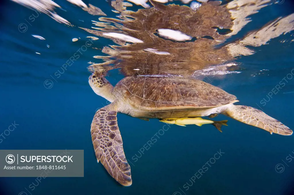 Green Sea Turtle (Chelonia mydas) at the water surface to breathe air, Red Sea Governorate, Egypt