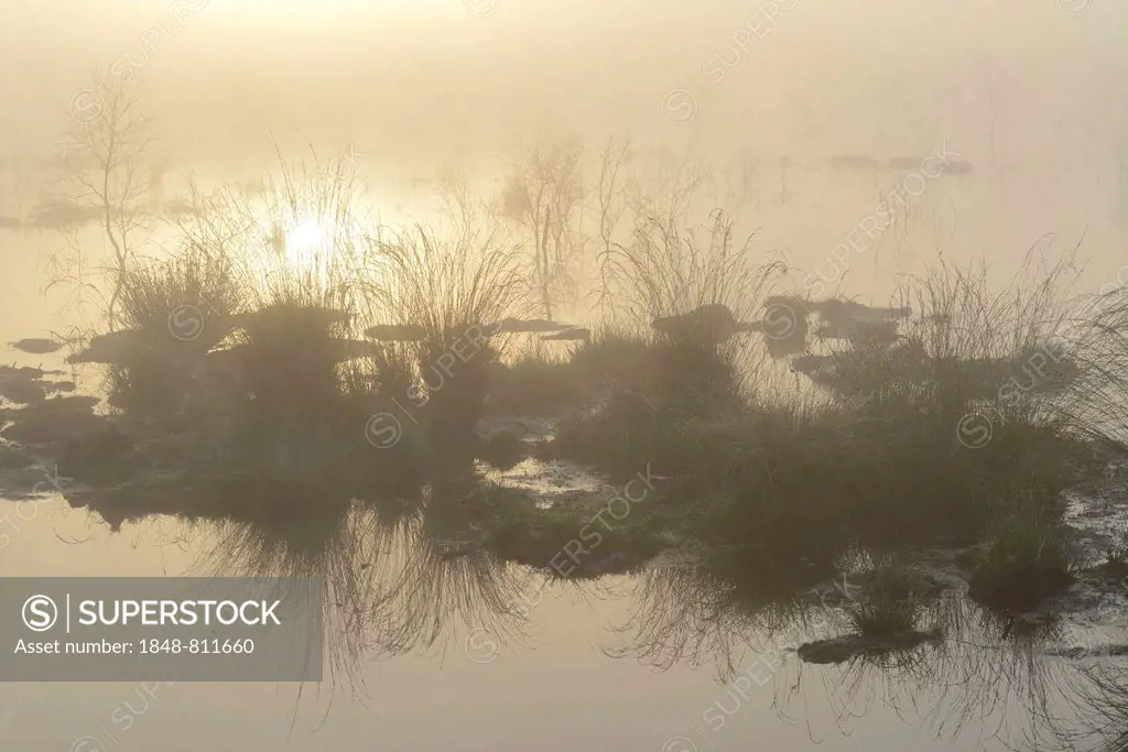 Early morning in a swamp or a moor, Theikenmeer nature reserve, Werlte, Emsland, Lower Saxony, Germany