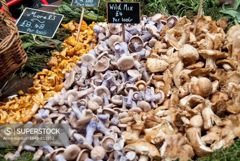 Variety of mushrooms, Borough Market, Southwark, London, London region, England, United Kingdom