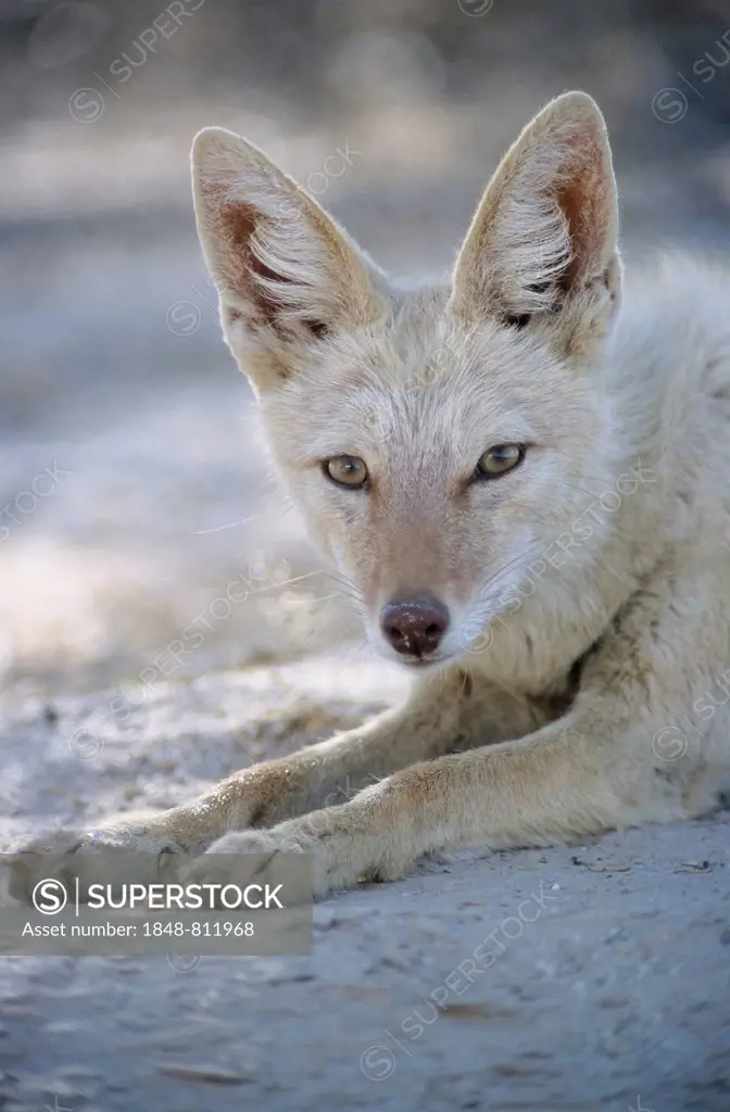 Black-backed Jackal (Canis mesomelas) with pigmentary abnormality of the fur, Nossob, South Africa