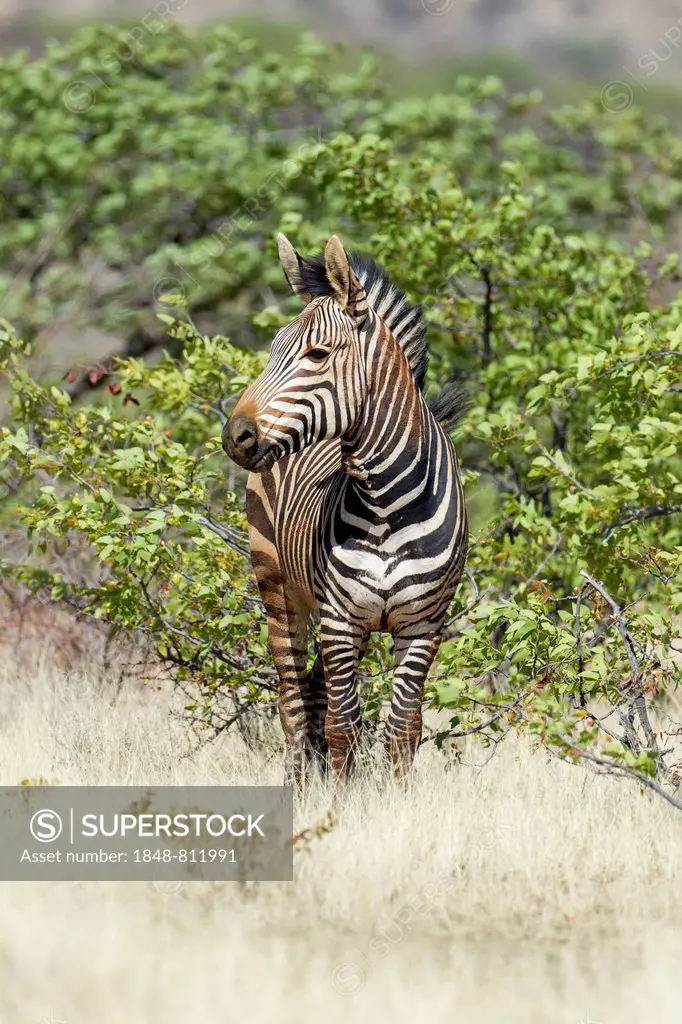 Hartmann's Mountain Zebra (Equus zebra hartmannae), Etosha National Park, Namibia