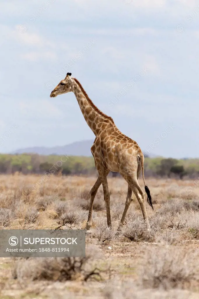 Giraffe (Giraffa camelopardalis), Etosha National Park, Okaukuejo, Kunene Region, Namibia