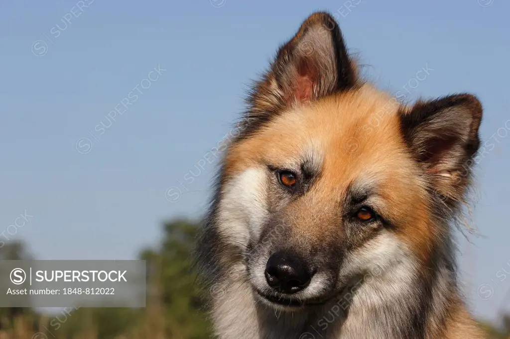 Harzer Fuchs mixed breed, portrait, North Rhine-Westphalia, Germany
