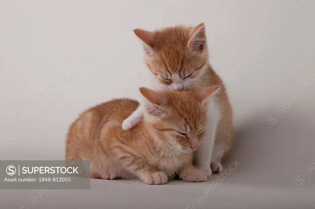 Two red tabby kittens