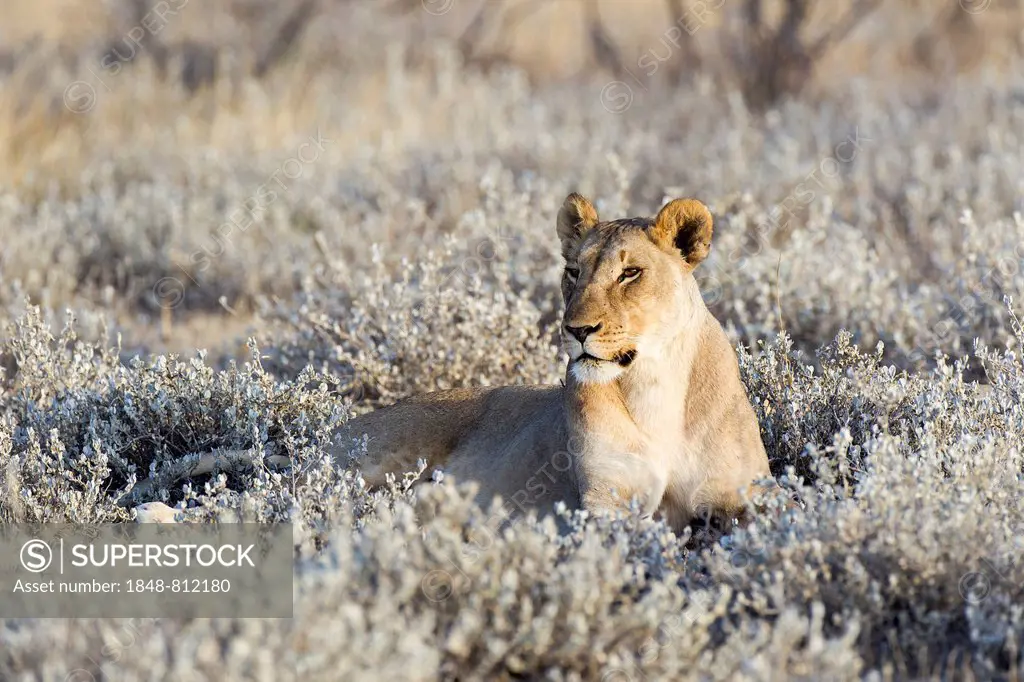 Lioness (Panthera leo), Etosha National Park, Okaukuejo, Kunene Region, Namibia