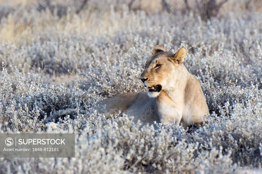 Lioness (Panthera leo), Etosha National Park, Okaukuejo, Kunene Region, Namibia