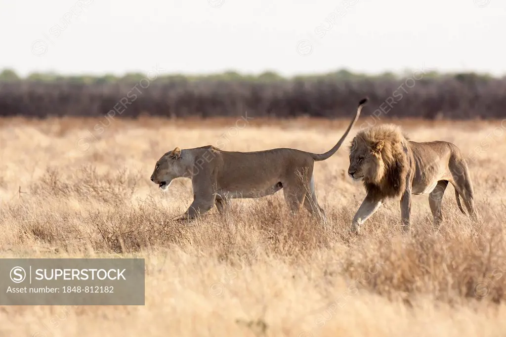 Lion (Panthera leo), males with female ready to mate, Etosha National Park, Okaukuejo, Kunene Region, Namibia