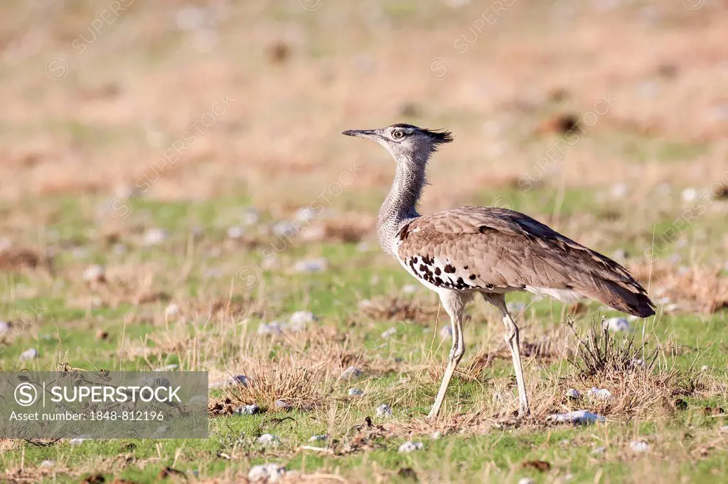 Kori Bustard (Ardeotis kori), Etosha National Park, Okaukuejo, Kunene Region, Namibia