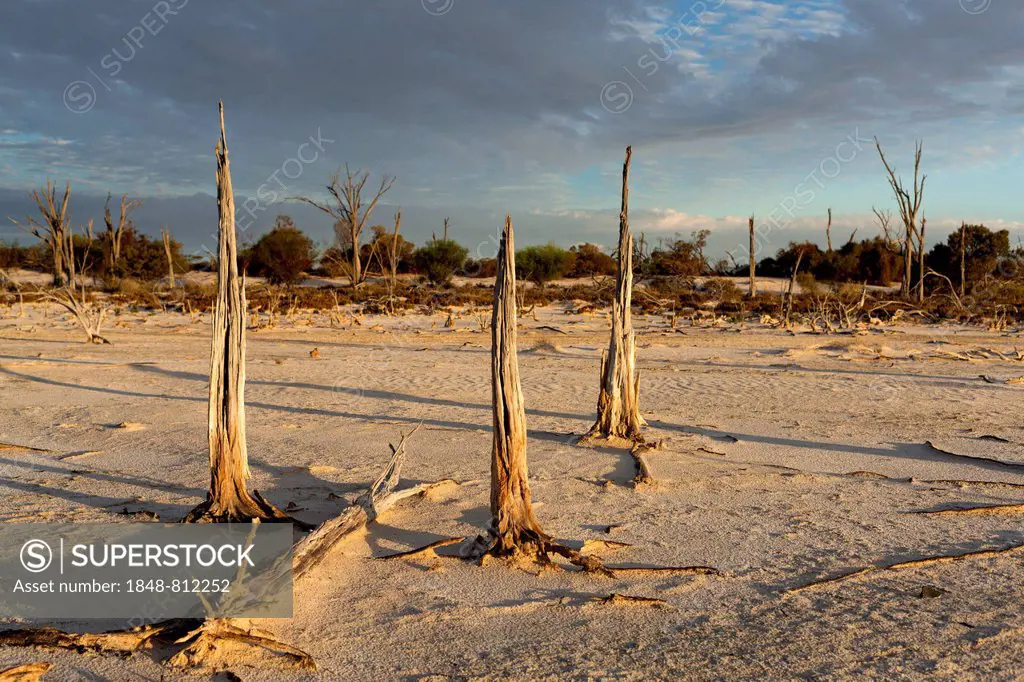 Dead trees, Lake Ninan salt lake, Victoria Plains Shire, Western Australia, Australia