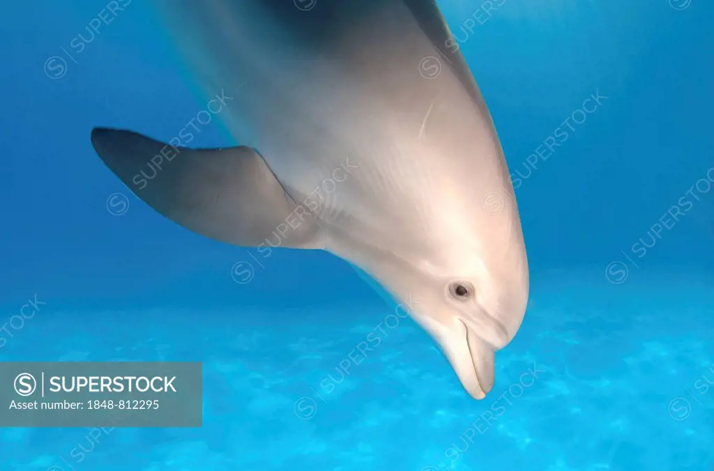 Bottlenose Dolphin (Tursiops truncatus), dolphinarium, Odessa, Odessa Oblast, Ukraine