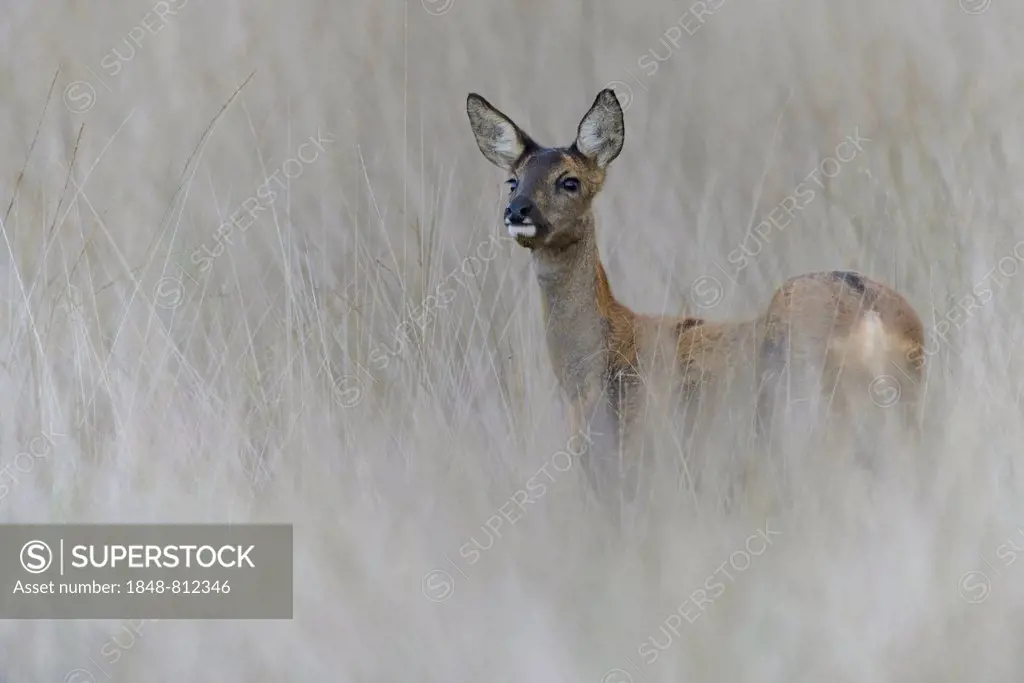 Roe deer (Capreolus capreolus), Haren, Emsland, Lower Saxony, Germany