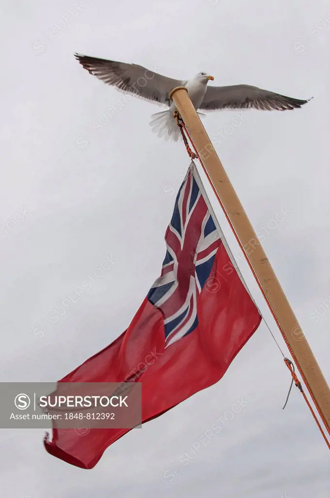 European Herring Gull (Larus argentatus) landing on a flagpole with a flag of the British Merchant Navy, Craignure, Isle of Mull, Scotland, United Kin...