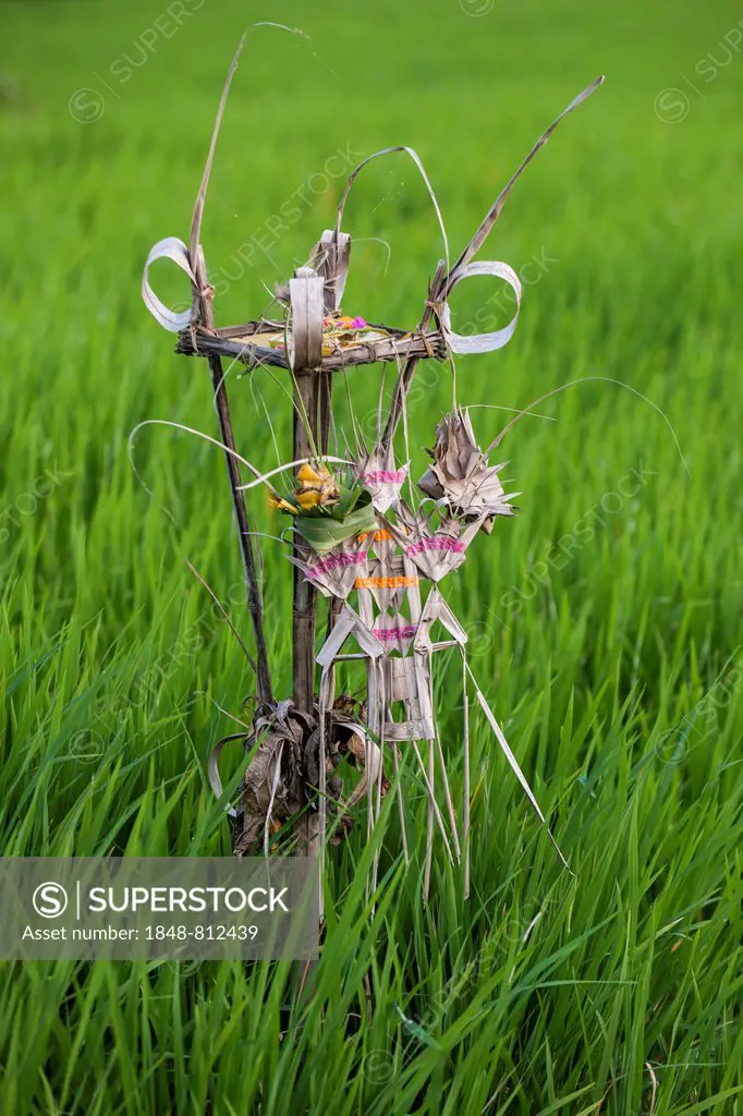 A small handmade shrine for offerings in a rice paddy, Ubud, Bali, Indonesia