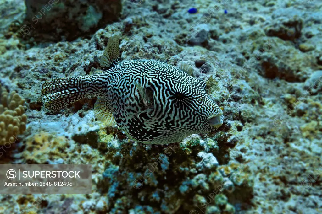Map Puffer or Scribbled Pufferfish (Arothron mappa), Raja Ampat, West Papua, Indonesia