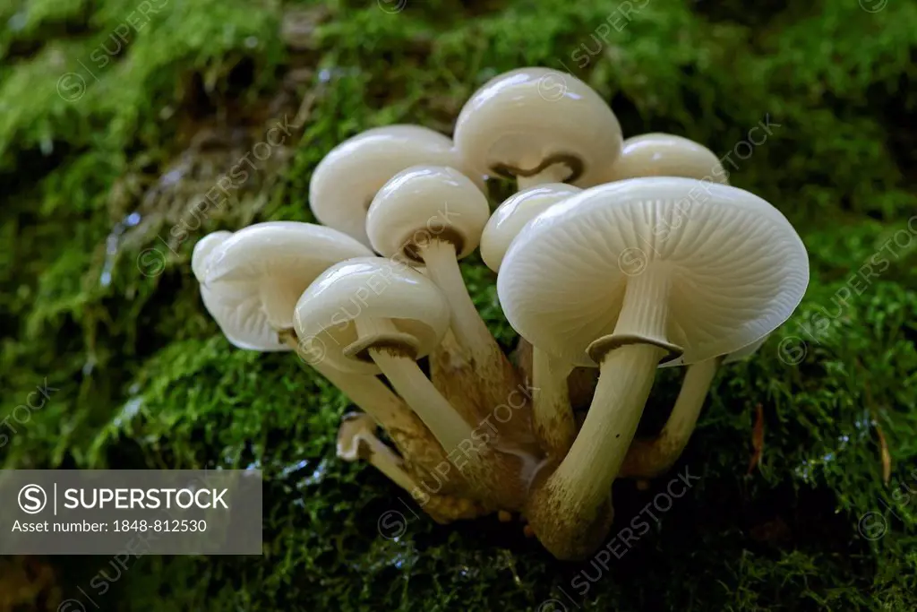 Porcelain Fungus (Oudemansiella mucida), Lower Saxony, Germany