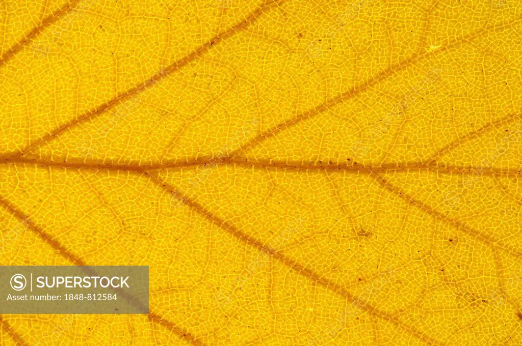 Silver Birch (Betula pendula) leaf structure in transmitted light, autumnal colour, detail, city centre, Frankfurt am Main, Hesse, Germany