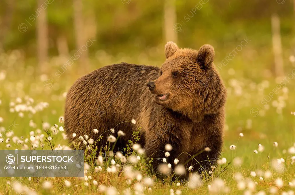 Brown Bear (Ursus arctos) in cotton grass, Suomussalmi, Karelia, Finland