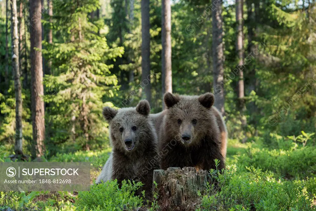 Two Brown Bears (Ursus arctos), Kainuu, Finland