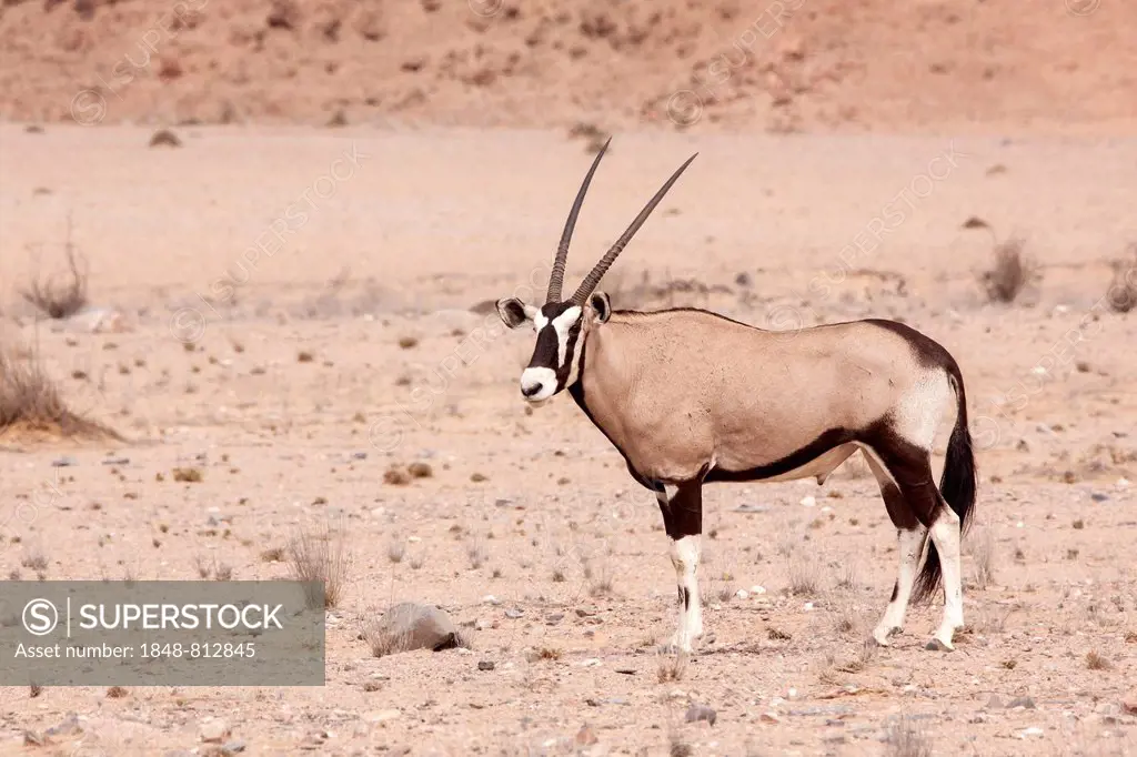 Gemsbok or Gemsbuck (Oryx gazella), Kaokoland, Kunene, Namibia