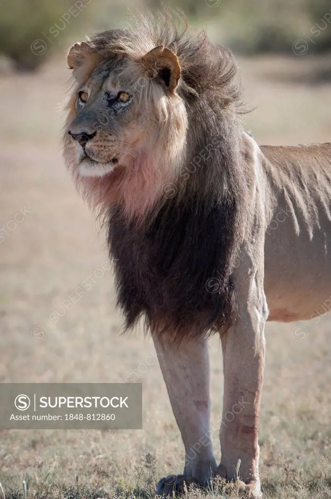 Lion (Panthera leo), male, Kgalagadi Transfrontier Park, Nossob, South Africa