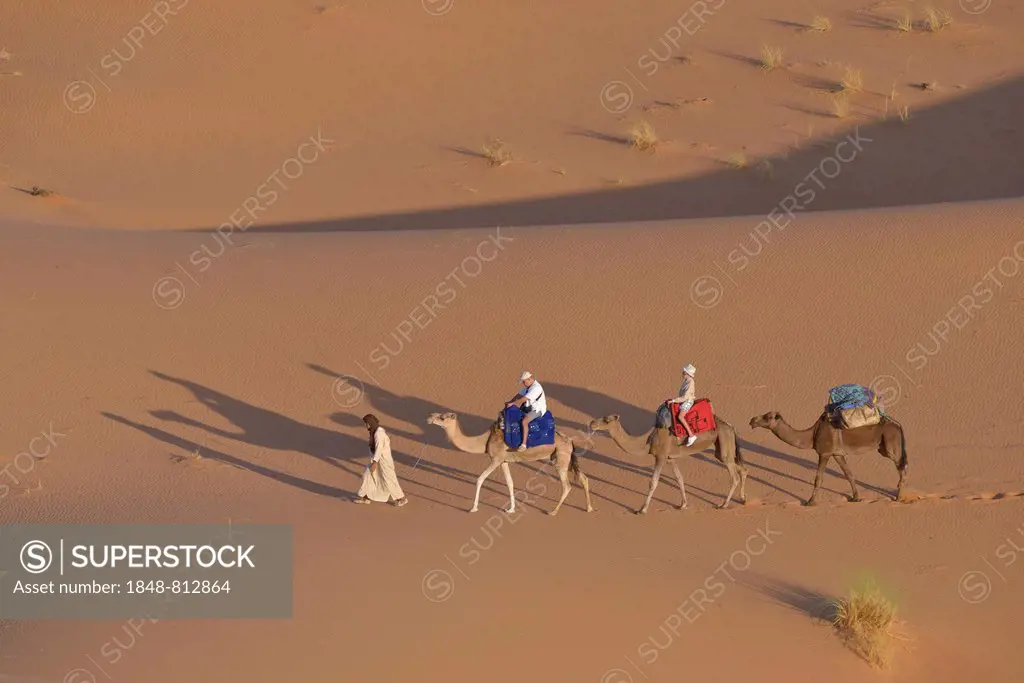 Tourists riding on camels in the dunes, Great Sand Sea, Weiße Wüste, Farafra, Gouvernement al-Wadi al-dschadid, Ägypten, Merzouga, Meknès-Tafilalet re...