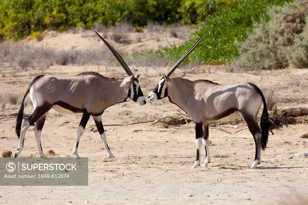 Gemsboks or Gemsbucks (Oryx gazella), Purros, Kaokoland, Kunene, Namibia