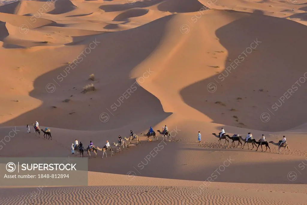 Tourists riding camels in the dunes, Sahara, Merzouga, Meknès-Tafilalet region, Morocco