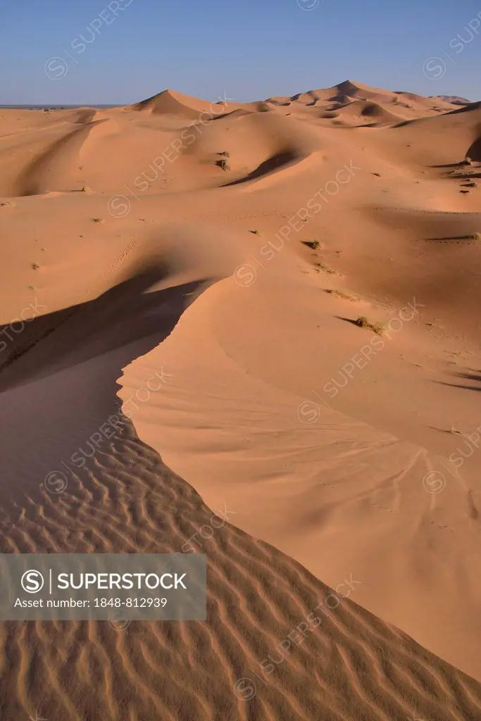 Dunes in the morning light, Great Sand Sea, Sahara, Merzouga, Meknès-Tafilalet region, Morocco