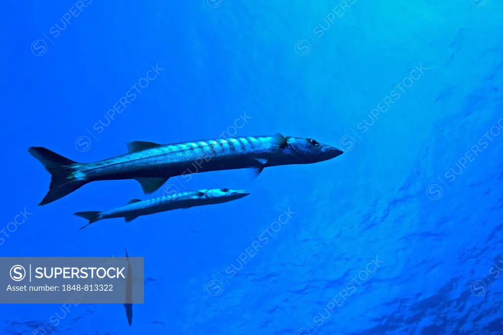 Great barracuda (Sphyraena barracuda), Raja Ampat Inseln, West-Neuguinea, Indonesia