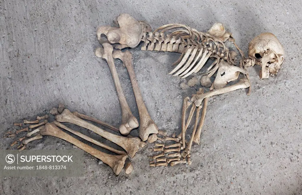 Human skeleton with bent knees, exhibit, Loket Castle, Loket, Karlovy Vary Region, Bohemia, Czech Republic