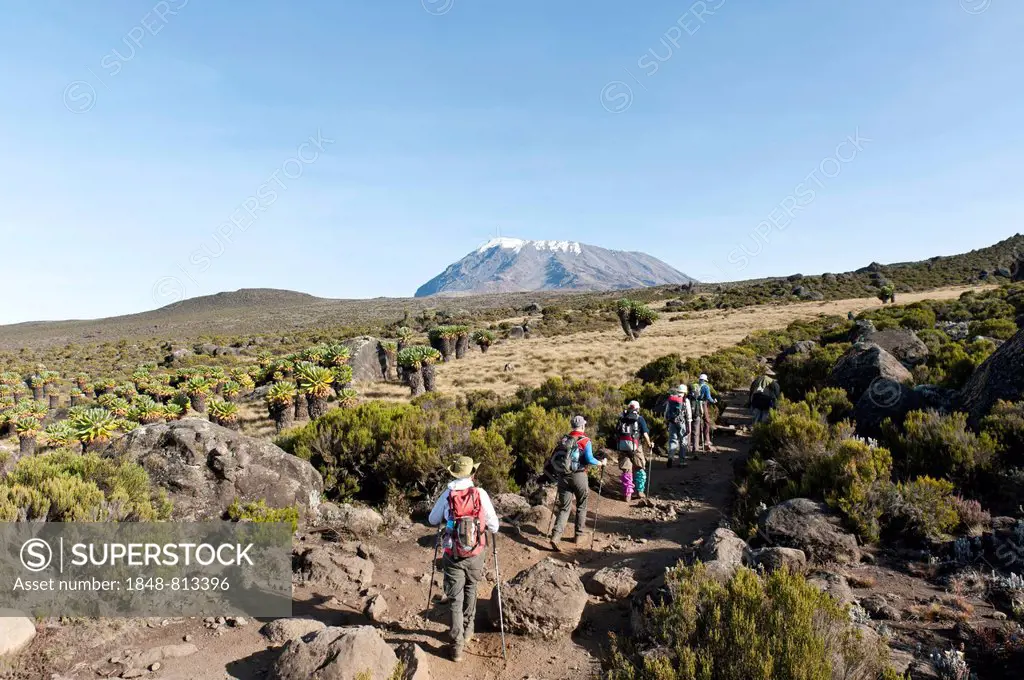 Group of hikers with Giant Groundsel (Dendrosenecio kilimanjari), Marangu route, Kilimandscharo National Park, Tanzania