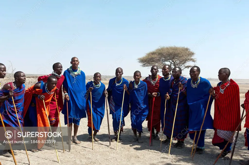 Maasai, group of men and women dancing, Ngorongoro Conservation Area, Kiloki, Tanzania