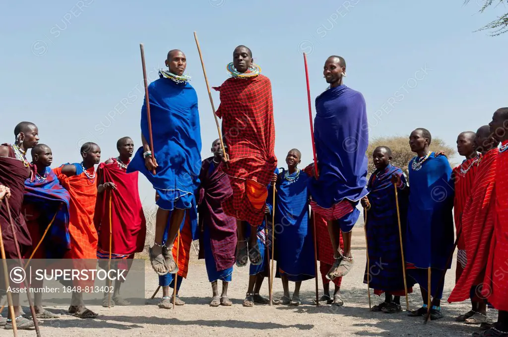 Maasai, group of men and women dancing, three men jumping, Ngorongoro Conservation Area, Kiloki, Tanzania